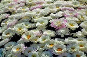 水中白莲花图片